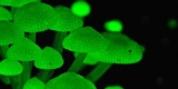 scientists are creating tree that glow in the dark