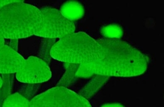 scientists are creating tree that glow in the dark